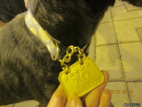 2012-07-18 緊急協尋飼主-黑色-雪納瑞-公-有配戴項圈及XO吊牌