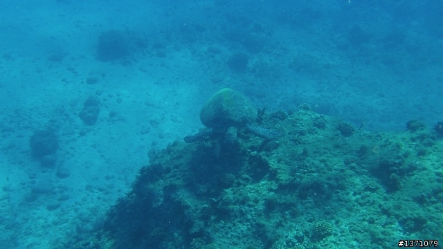 與海龜相逢在小琉球 Liuqiu. To meet green turtle.