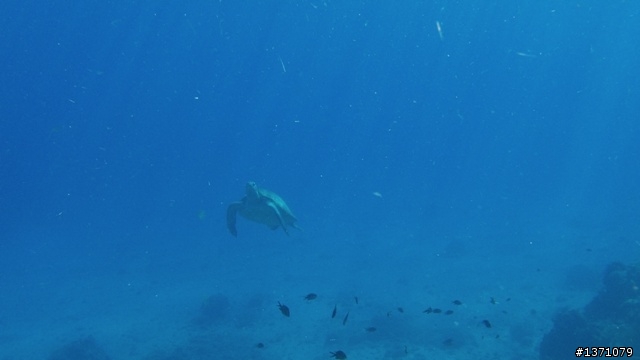 與海龜相逢在小琉球 Liuqiu. To meet green turtle.