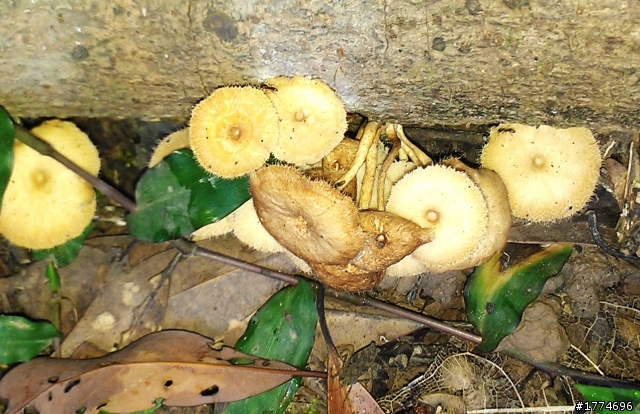 我找到 靈芝 了....(不是"肉"靈芝)...............