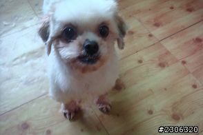 [寵物分享]我家的美魔女西施犬+配角貓老大