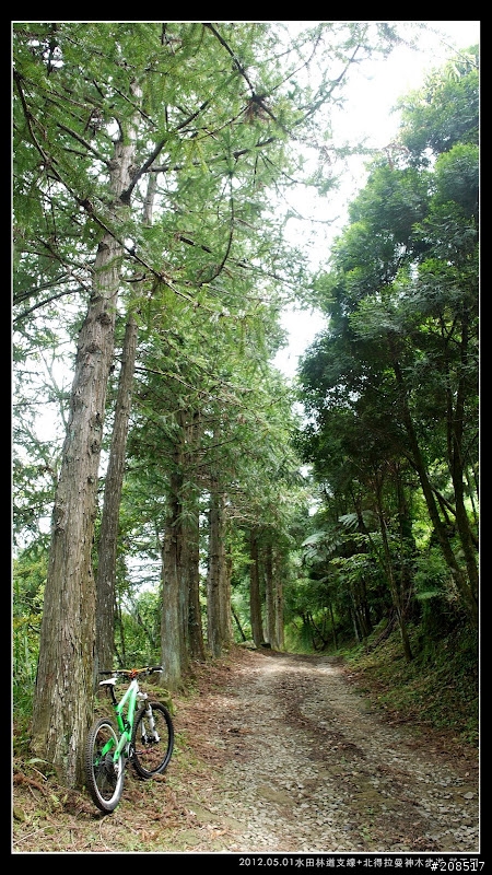 4＋2＋2遊水田林道支線+北得拉曼神木步道