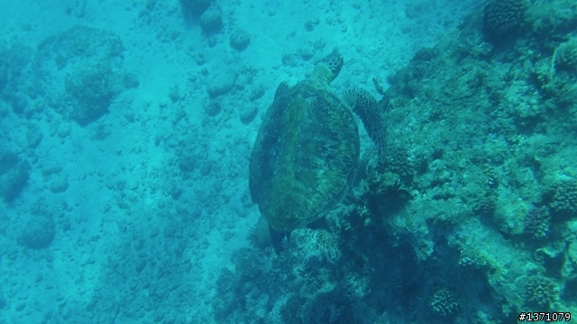 與海龜相逢在小琉球 Liuqiu. To meet green turtle.
