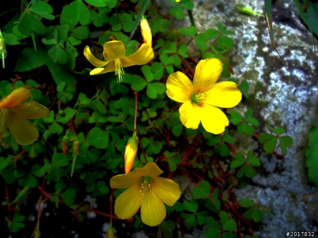 2012-8-12-13塔塔加麟趾山古道逍遙遊
