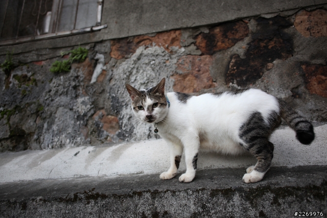 [號召]Canon EF 28mm f/2.8 IS USM蓋大樓囉!!!!