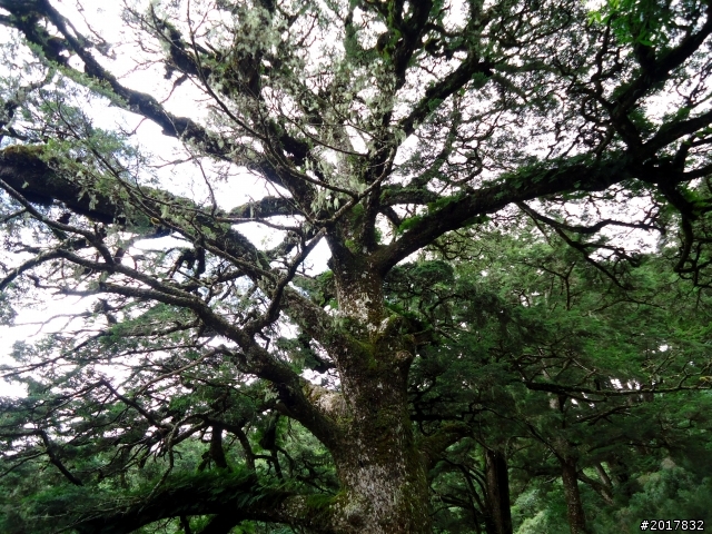 2012-8-12-13塔塔加麟趾山古道逍遙遊