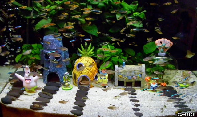 我的海綿寶寶造景魚缸!!我家小朋友就愛這個味!!
