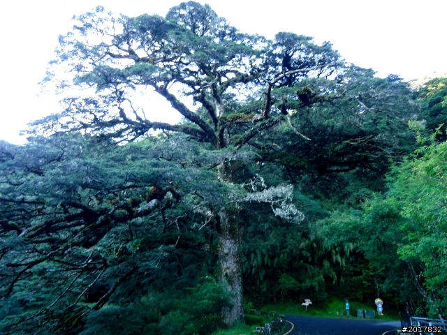 2012-8-12-13塔塔加麟趾山古道逍遙遊