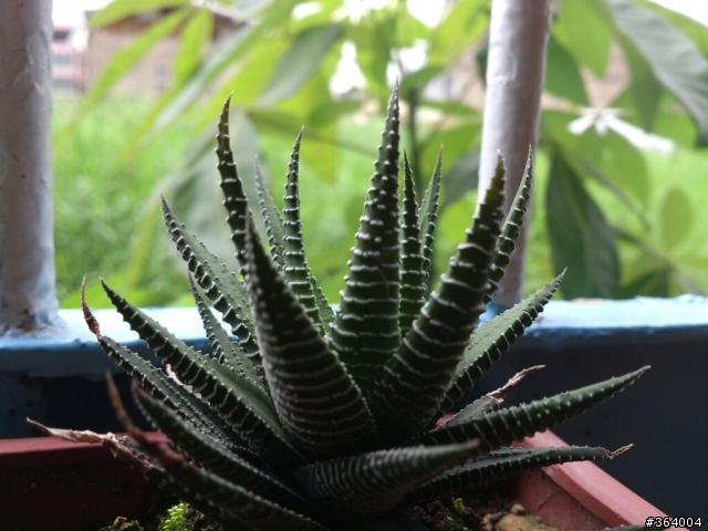 入手Xperia ion LT28i，拍照測試分享