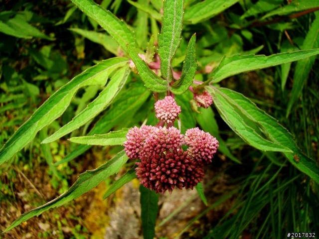 2012-8-12-13塔塔加麟趾山古道逍遙遊