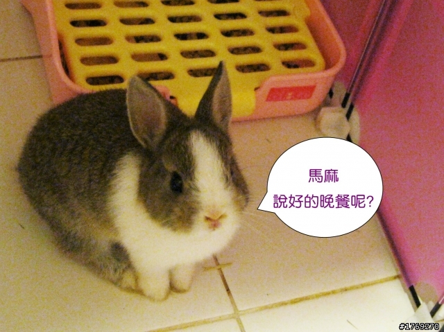 道奇侏儒兔 依依 可愛照