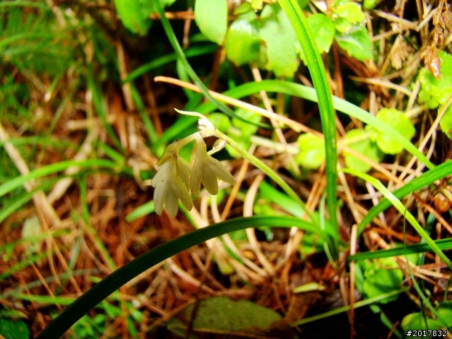 2012-8-12-13塔塔加麟趾山古道逍遙遊