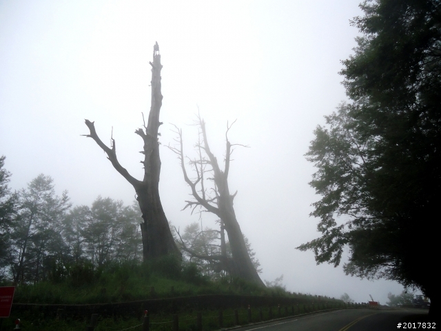 2012-8-12-13塔塔加麟趾山古道逍遙遊
