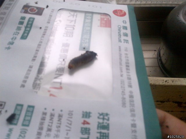 請問高手看得出這是甚麼的幼蟲嗎??  PS 照片不是很清楚