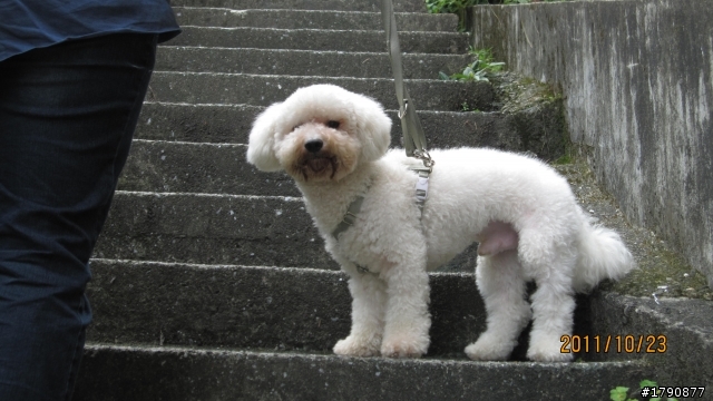 請幫忙協尋白色比熊犬 (台中西屯區)