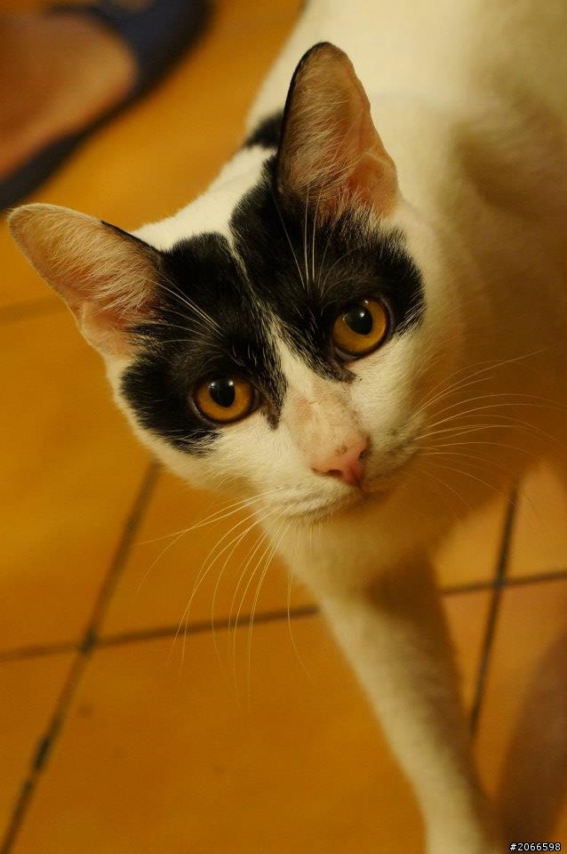 這是我們家的搗蛋黑輪!!