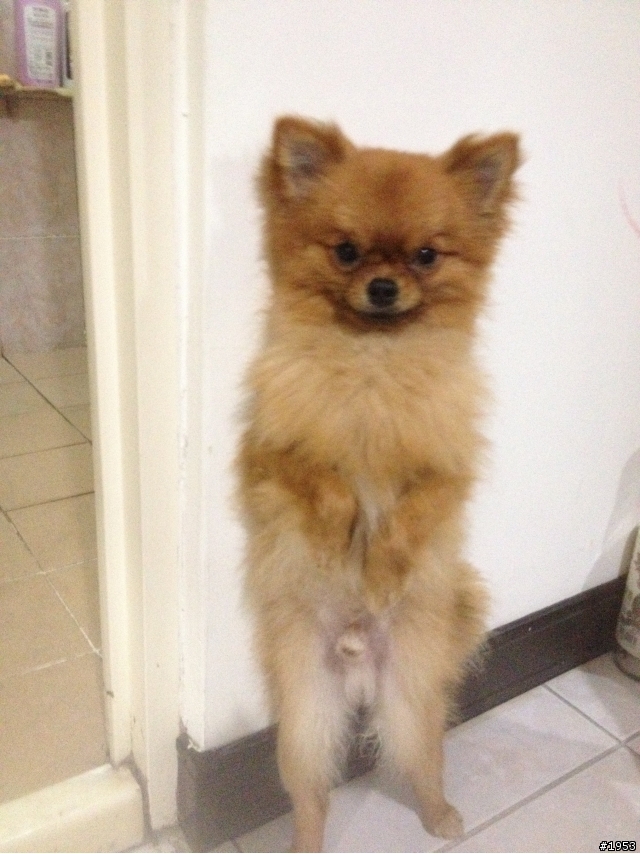 [更新] 還是要 協尋愛犬(博美犬)