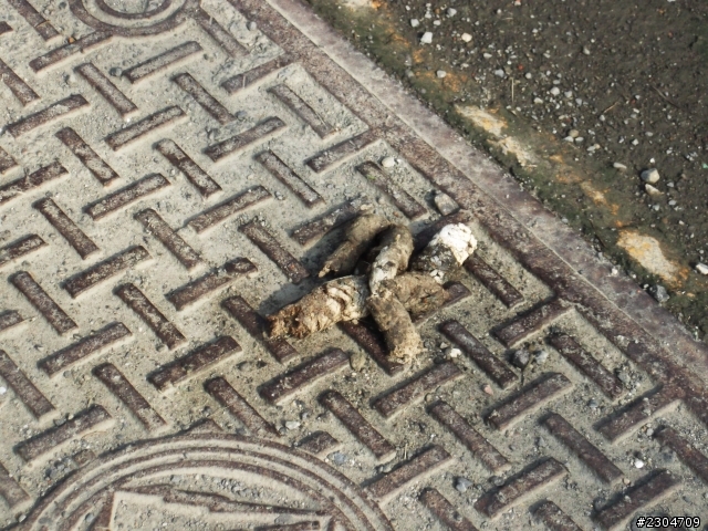 聖遺物保護研究協會籌備中[0806更新]