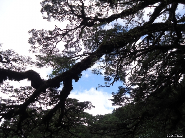2012-8-12-13塔塔加麟趾山古道逍遙遊