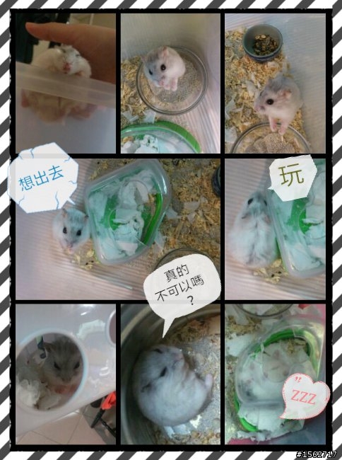 家裡的兩隻小搗蛋