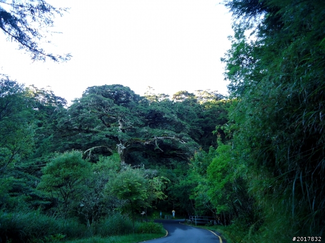 2012-8-12-13塔塔加麟趾山古道逍遙遊