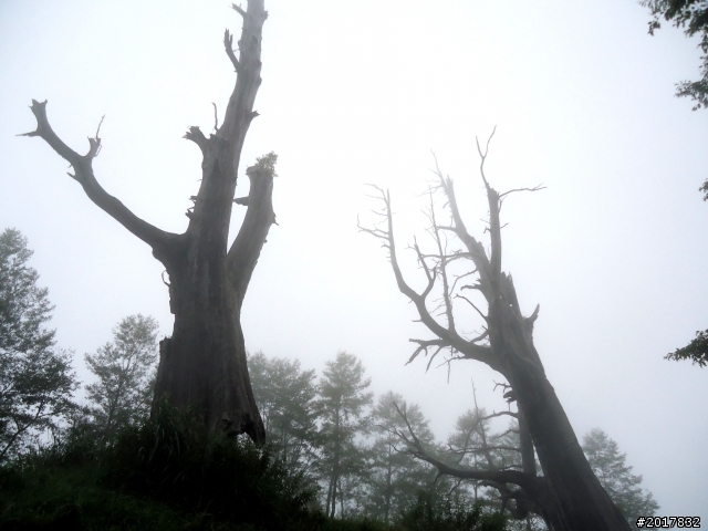 2012-8-12-13塔塔加麟趾山古道逍遙遊
