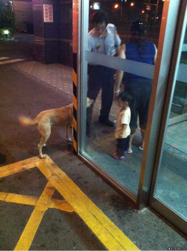 失明媽帶3歲女就醫 忠犬急診室前與小主人凝視