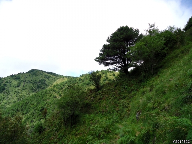 2012-8-12-13塔塔加麟趾山古道逍遙遊