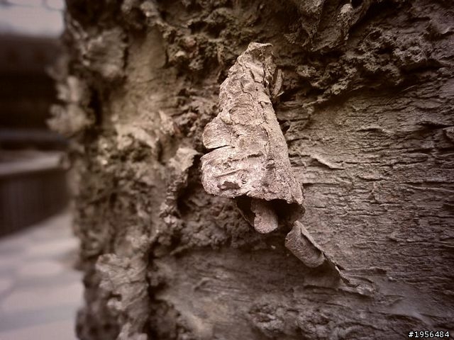 Benq G1實拍體驗-翻轉、特效、輕薄