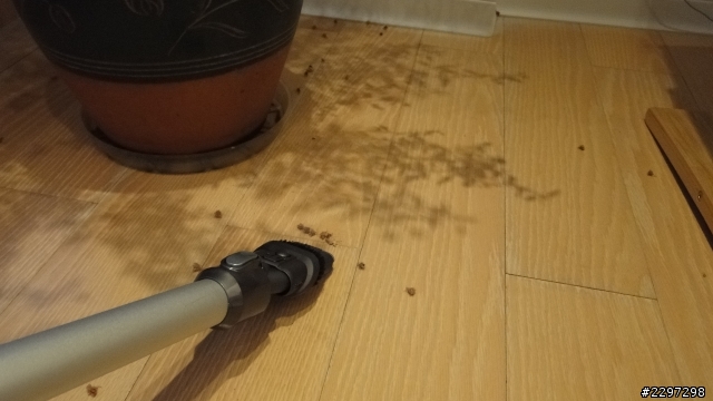 DYSON 輕型無線吸塵器 DC35 (開箱文)