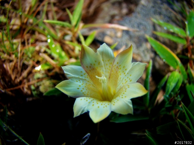 2012-8-12-13塔塔加麟趾山古道逍遙遊