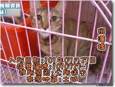 貓咪認養記，故事未完...需要大家協助完成 ! ( 未結束的Ending )