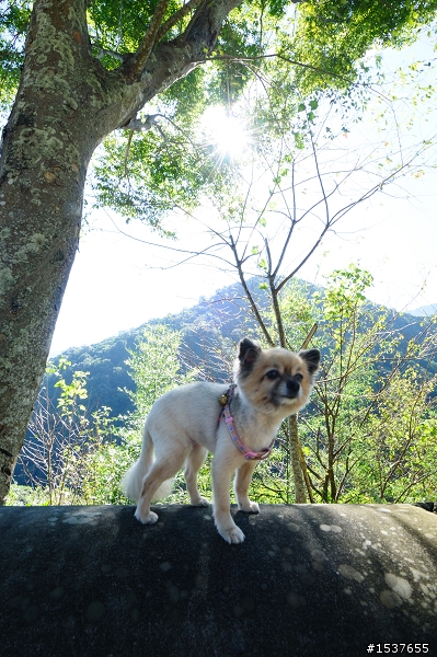 南庒-神仙谷、鹿野觀雲(營地)、加里山