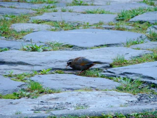 2012-8-12-13塔塔加麟趾山古道逍遙遊