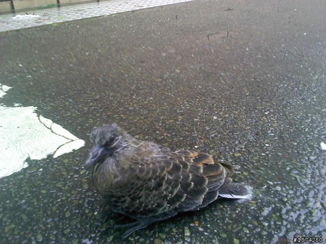 這隻鳥是那一品種啊？
