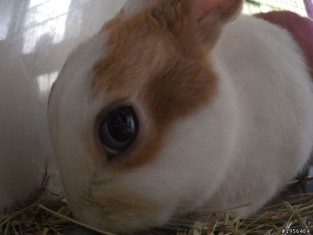 Benq G1實拍體驗-翻轉、特效、輕薄