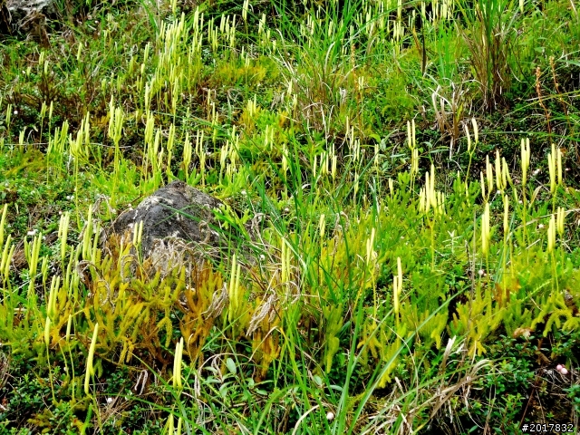 2012-8-12-13塔塔加麟趾山古道逍遙遊