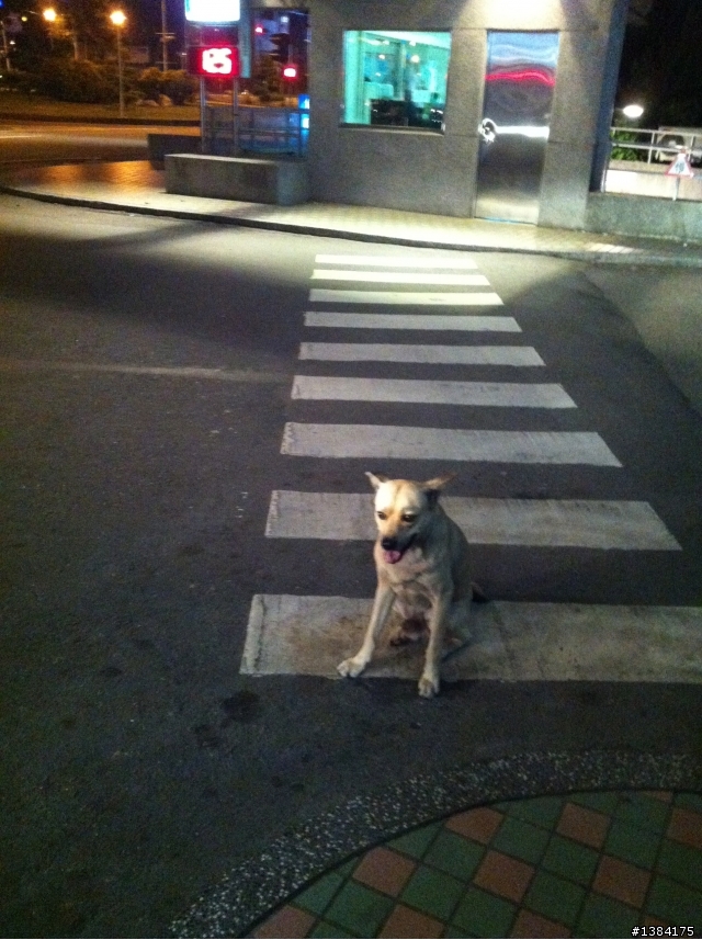 失明媽帶3歲女就醫 忠犬急診室前與小主人凝視