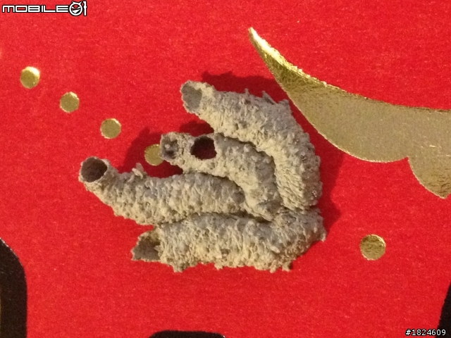 請問這是什麼昆蟲的家？