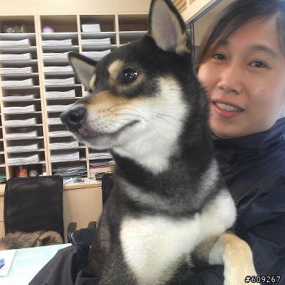 【結案】 （黑柴犬QUINI）回到家囉，謝謝熱心的網友們^^