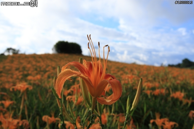 Fiesta 免費開回家 24小時Fun一夏  之花東篇 (赤柯山.金樽遊憩區 鹿野高台 知本 )