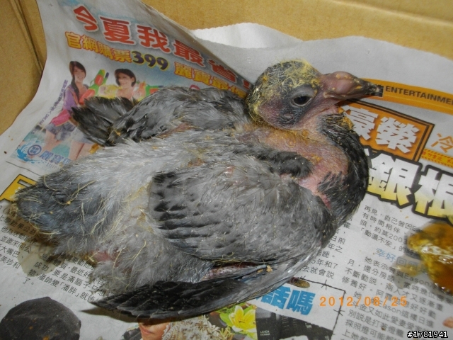幼鴿21天，頭頸毛少 發育慢