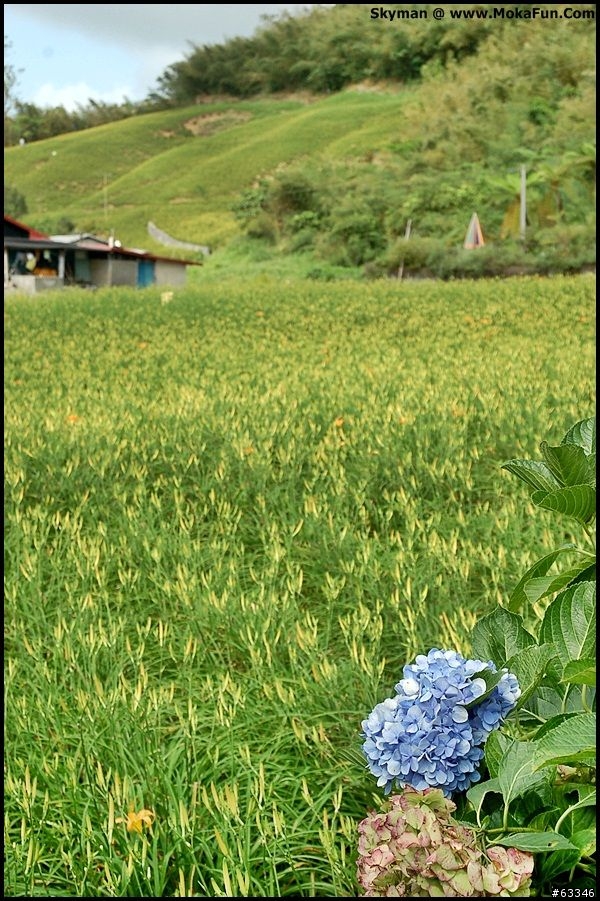 花蓮赤柯山-金針花海。黃橙橙的花地毯
