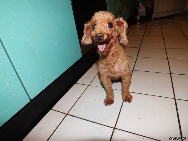 誰家的紅貴賓(母)-在桃園市藝文特區走失~