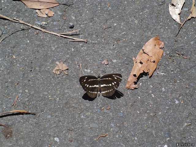 Benq G1實拍體驗-翻轉、特效、輕薄