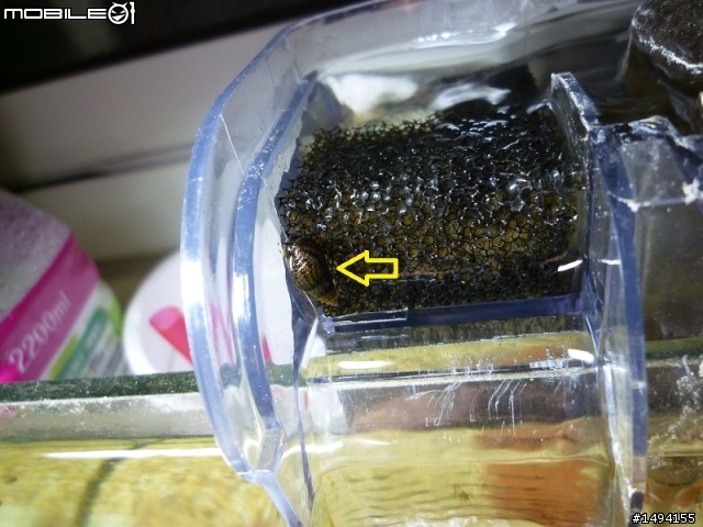 魚缸內不知名螺類