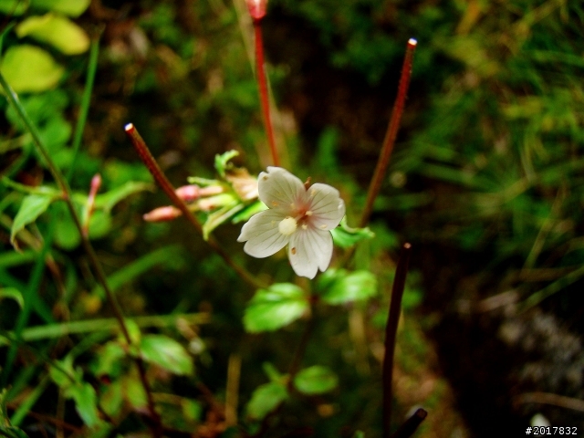 2012-8-12-13塔塔加麟趾山古道逍遙遊
