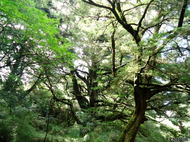 2012-8-12-13塔塔加麟趾山古道逍遙遊