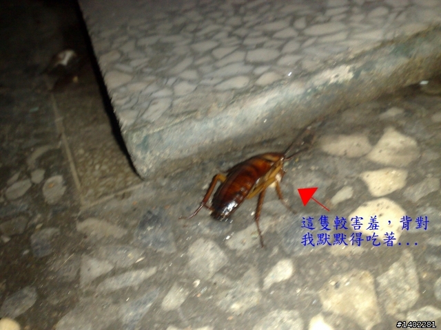 蟑螂炸彈真的有效續集！！（內有小強進食圖，慎入！！！）