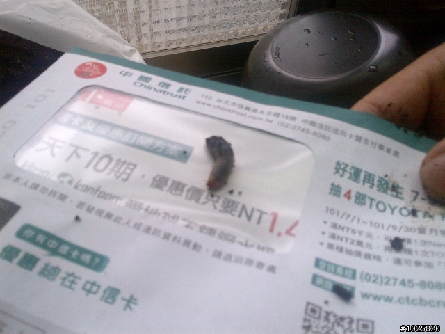 請問高手看得出這是甚麼的幼蟲嗎??  PS 照片不是很清楚
